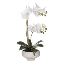 Rogue Butterfly Orchid In Stone Bowl 46 Cm White