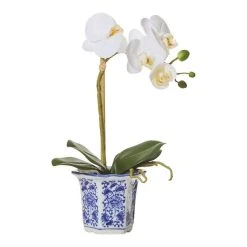 Rogue Butterfly Orchid In ChInoiserie Pot
