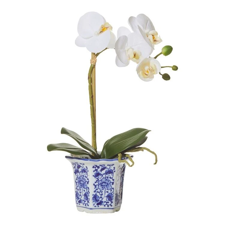 Rogue Butterfly Orchid In ChInoiserie Pot 3 Rogue Butterfly Orchid In ChInoiserie Pot