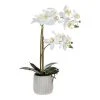 Rogue Butterfly Orchid In Ceramic Pot -Linen House Shop SP 609301