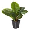 Rogue Rubber Plant In Garden Pot 1 Rogue Rubber Plant In Garden Pot -Linen House Shop SP 612101