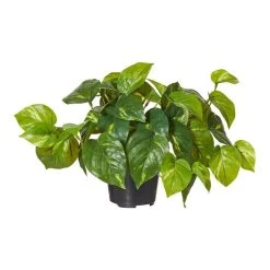 Rogue Pothos In Garden Pot