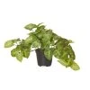Rogue Syngonium In Garden Pot 2 Rogue Syngonium In Garden Pot -Linen House Shop SP 613774 2