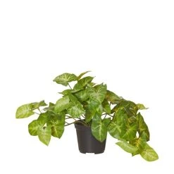 Rogue Syngonium In Garden Pot -Linen House Shop SP 613774