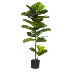 Rogue Giant Fiddle Plant