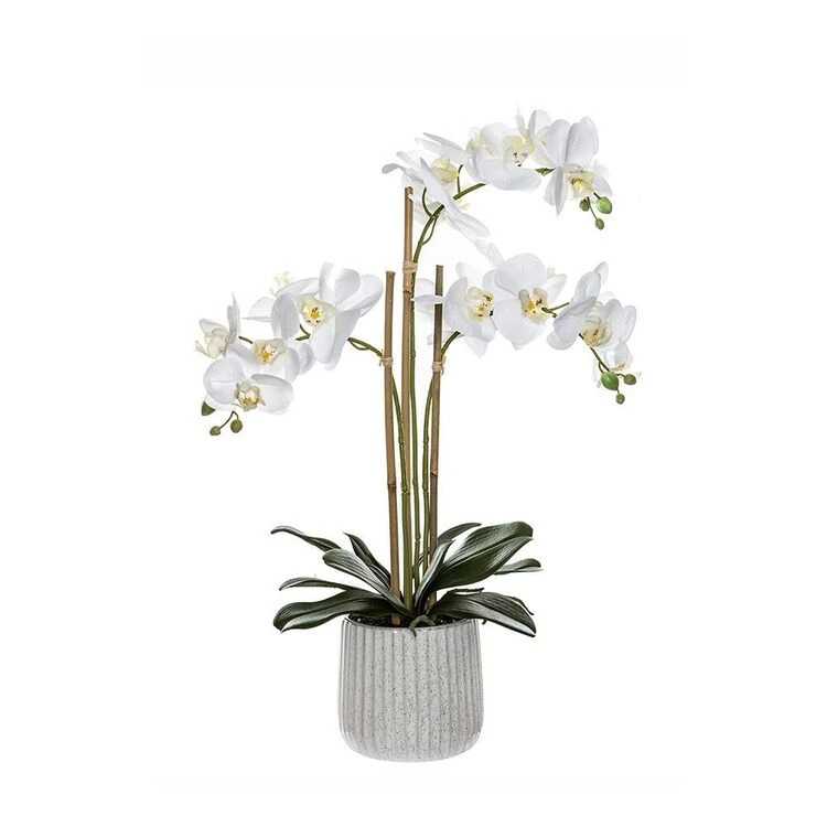 Rogue White Orchid In Ceramic Pot 3 Rogue White Orchid In Ceramic Pot