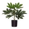Rogue Aralia Plant In Garden Pot -Linen House Shop SP 614063