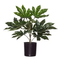 Rogue Aralia Plant In Garden Pot