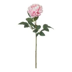 Rogue Peony Stem Pink