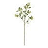 Rogue Seeding Spray Stem Green -Linen House Shop SP 617243