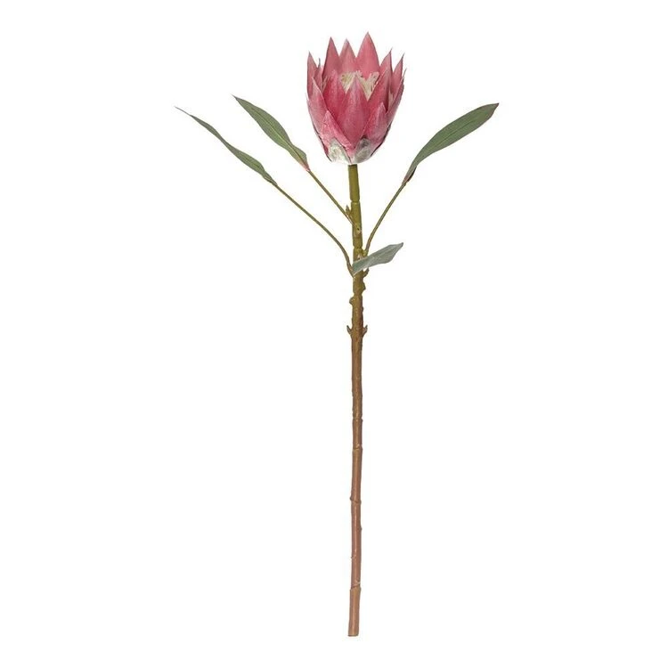 Rogue King Protea Stem Pink 3 Rogue King Protea Stem Pink