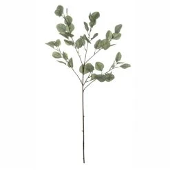 Rogue Eucalyptus Stem