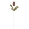 Rogue Banksia Stem Mauve 74cm -Linen House Shop SP 632473