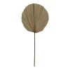 Rogue Dried Cut Fan Palm Stem Natural 30 X 1 X 73 Cm 1 Rogue Dried Cut Fan Palm Stem Natural 30 X 1 X 73 Cm -Linen House Shop SP 632475