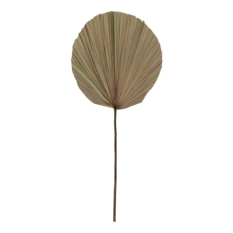 Rogue Dried Cut Fan Palm Stem Natural 30 X 1 X 73 Cm 3 Rogue Dried Cut Fan Palm Stem Natural 30 X 1 X 73 Cm