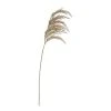 Rogue Pampas Grass Spray Beige 15 X 9 X 92 Cm -Linen House Shop SP 632483