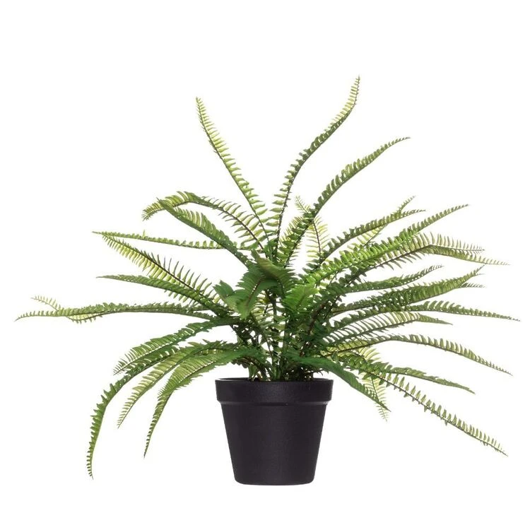 Rogue Boston Fern Garden Pot Green 50 X 50 X 53 Cm 3 Rogue Boston Fern Garden Pot Green 50 X 50 X 53 Cm