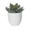 Rogue Echeveria Orson Pot -Linen House Shop SP 632531