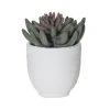 Rogue Spikey Echeveria Orson Pot -Linen House Shop SP 632533