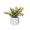 Rogue Maiden Hair Fern Tub Pot -Linen House Shop SP 632535