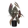 Rogue Spotted Begonia Plant Pot 50cm 2 Rogue Spotted Begonia Plant Pot 50cm -Linen House Shop SP 632541