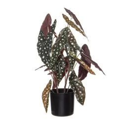 Rogue Spotted Begonia Plant Pot 50cm