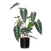 Rogue Alocasia Plant Pot -Linen House Shop SP 632543
