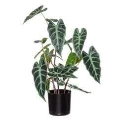 Rogue Alocasia Plant Pot