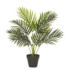 Rogue Areca Palm Pot 50x55cm