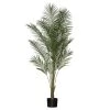 Rogue Areca Palm 150cm